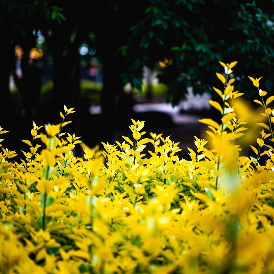Want a Brighter Garden? These Shrubs With Golden Leaves Do the Trick