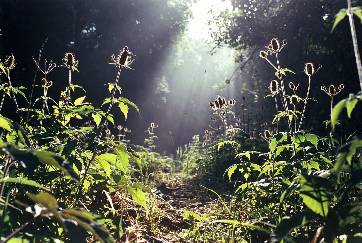 The Most Toxic Plants You Should Never Touch