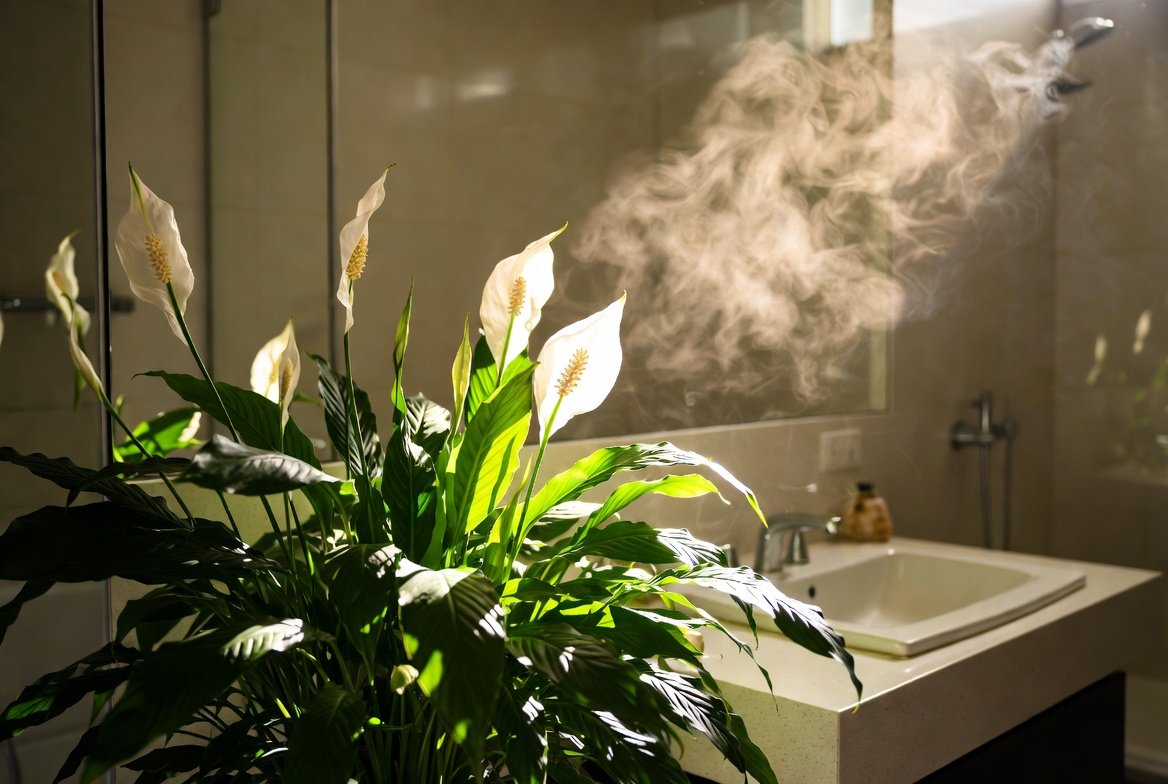 Why You Should Keep A Peace Lily Plant In Your Bathroom