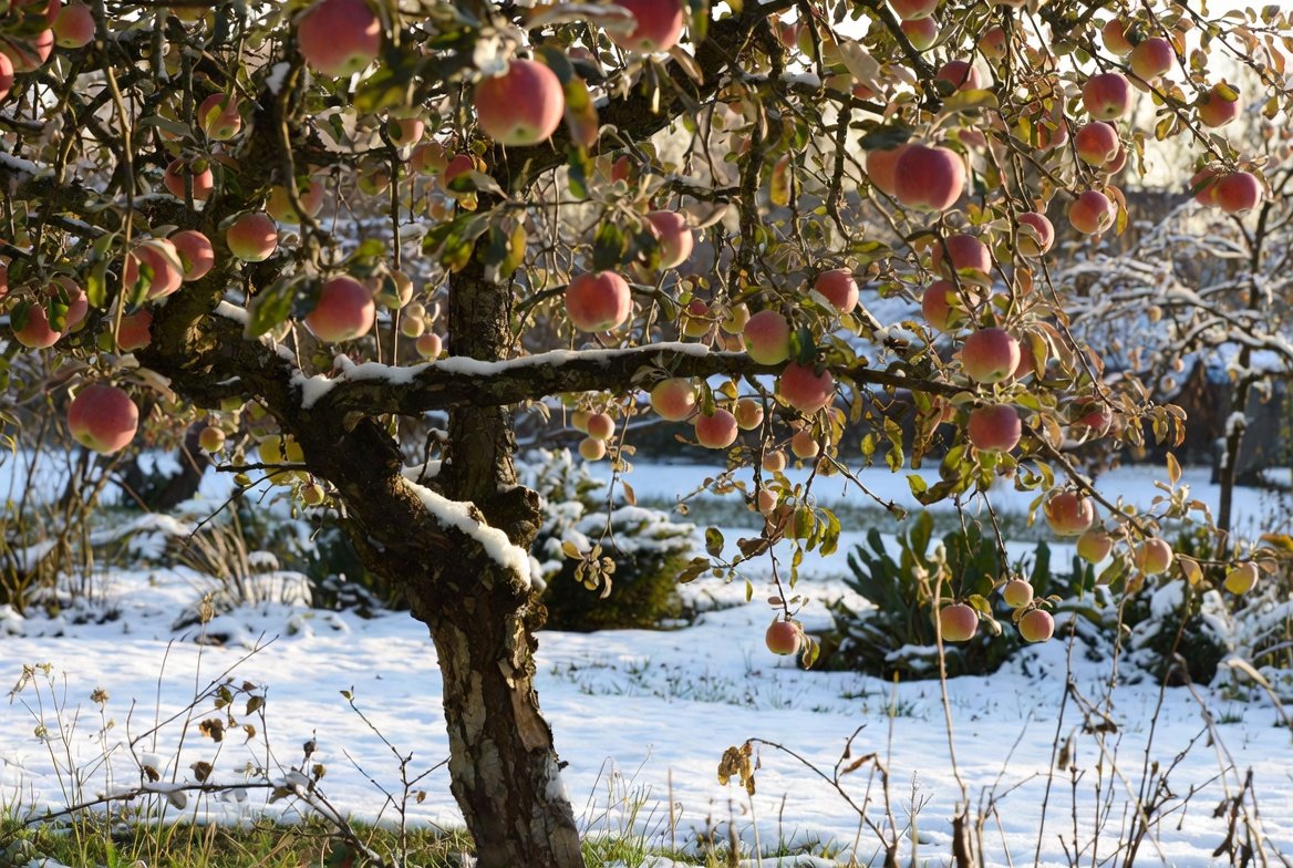 The Fast-Growing Fruit Tree That Thrives In Cold Climates & Is Great For Beginners